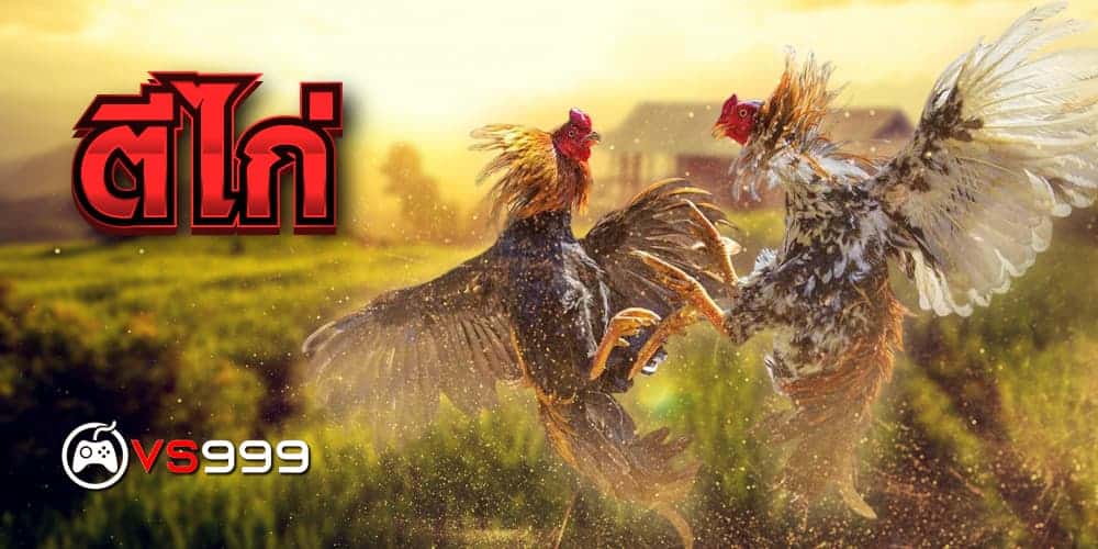 ตีไก่ ตีไก่